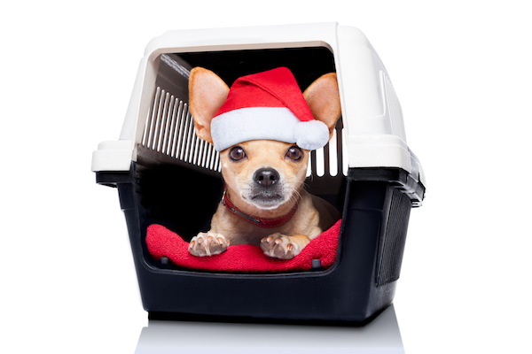 chihuahua dog inside a box or crate for animals, as christmas present, isolated on white background