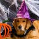 Dog in witches hat and halloween background